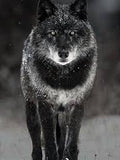 Big Bad Wolf