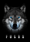 Blue‑Eyed Wolf Focus Print – Wildlife Power Art