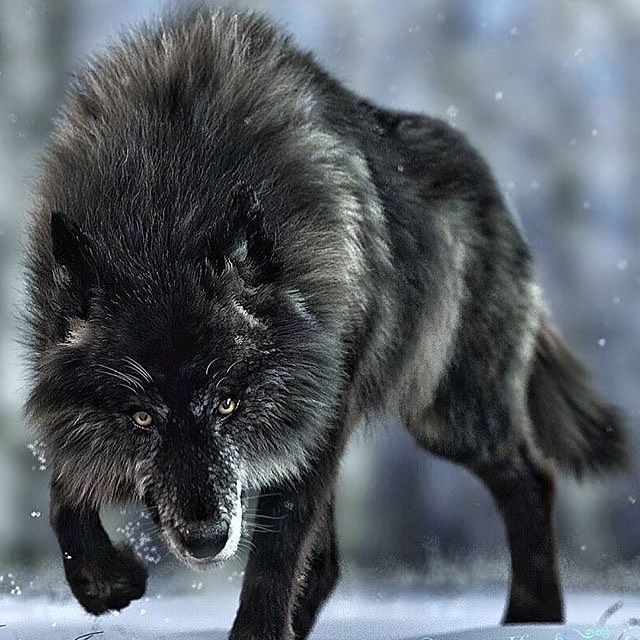 Black Winter Wolf – Snowbound Lone Hunter Art Print